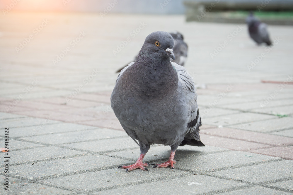 Fototapeta premium Pigeon Dove in the city streets Urban Birds