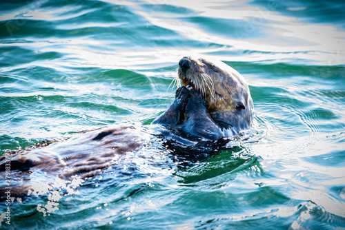 A sea otter floating in the pacific ocean on it's back with it's paws to it's mouth eating.