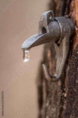 Maple sap spile dripping sap taken in southern MN photo