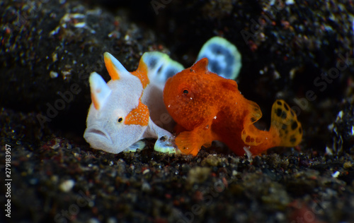 Macro underwater world - Warty Frogﬁsh - Antennarius maculatus and Painted Frogﬁsh -Antennarius pictus (juvenile).  Diving and super macro photography. Tulamben, Bali, Indonesia. photo