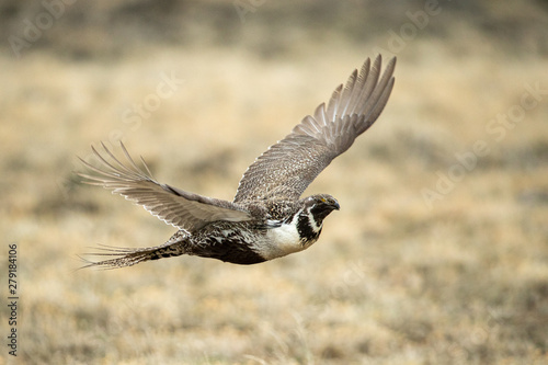 Sage Grouse in flight taken in Colorado in the wild