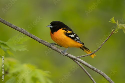 Baltimore Oriole adult male taken in central MN