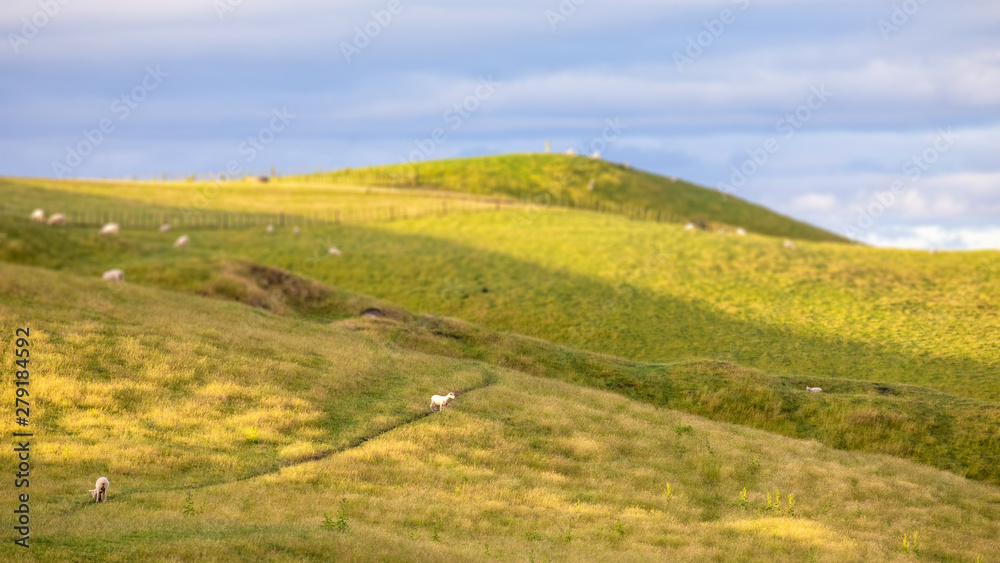 Obraz premium sunset landscape New Zealand north island