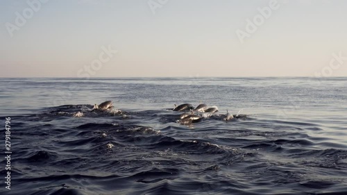 Wallpaper Mural Great wildlife: big group of amazing dolphins is hunting fish in blue ocean. Bali, Indonesia Torontodigital.ca