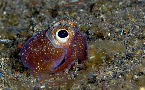 Amazing underwater world - Sepiadarium kochi - White-eyed bobtail squid. Night diving. Macro photography. Tulamben, Bali, Indonesia. © diveivanov