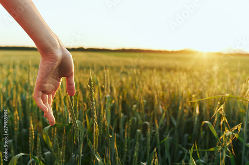 wheat in hands