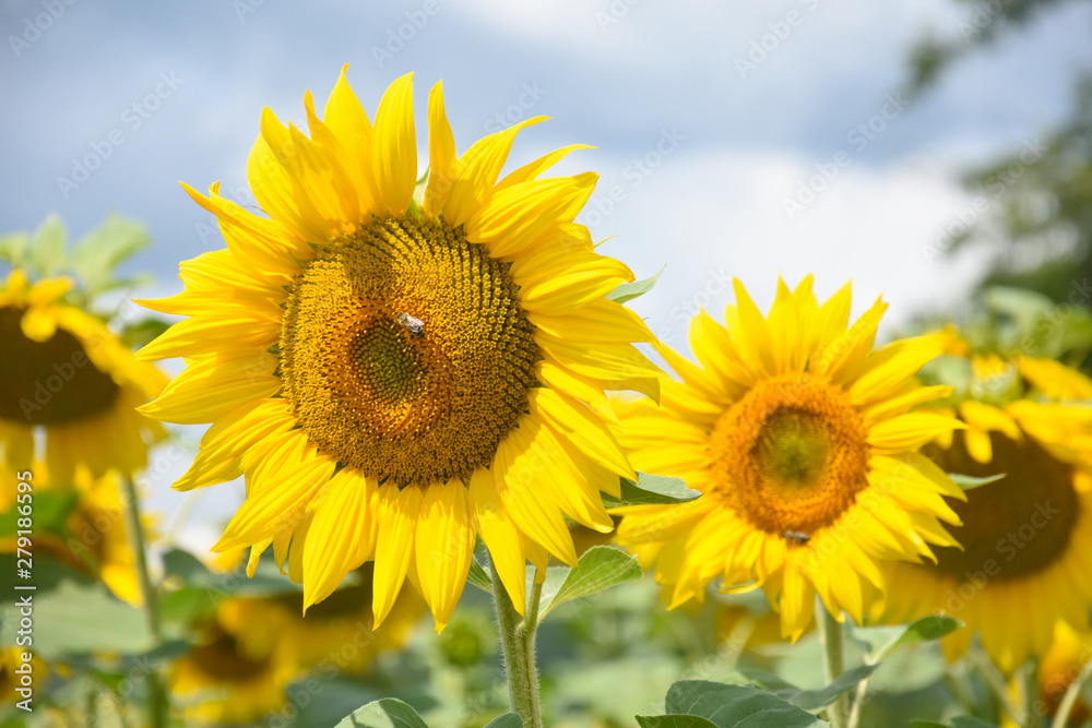Sunflower natural background. Sunflower in the field, agriculture Sunflower natural background. Sunflower in the field, agriculture
