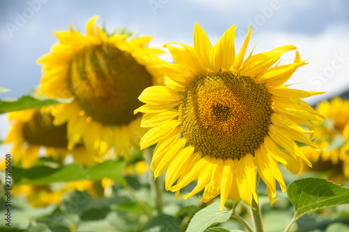 Sunflower natural background. Sunflower in the field, agriculture