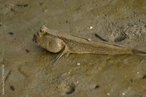footfish