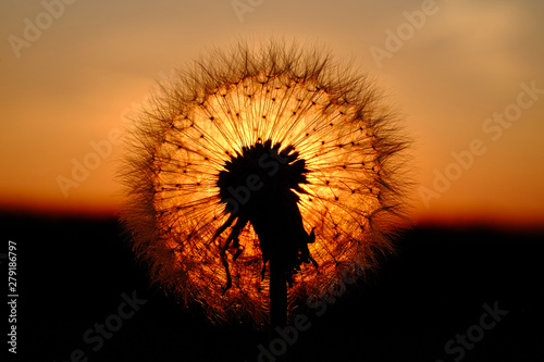 L  wenzahn Pusteblume vor rotem Sonnenuntergang Makro