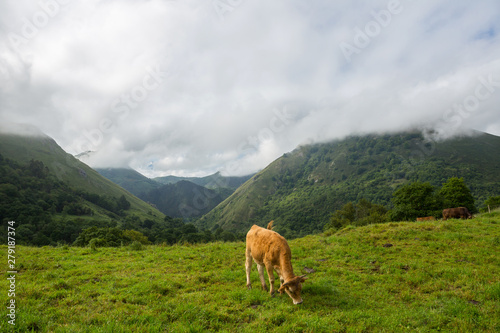 farm cows