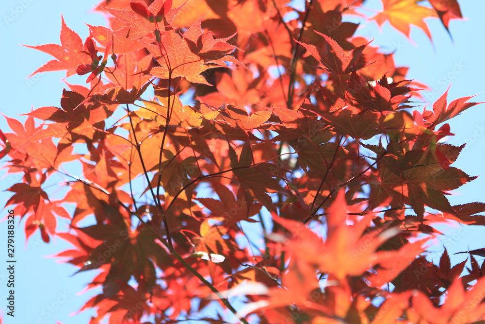 Fototapeta premium Colorful Japanese Maple