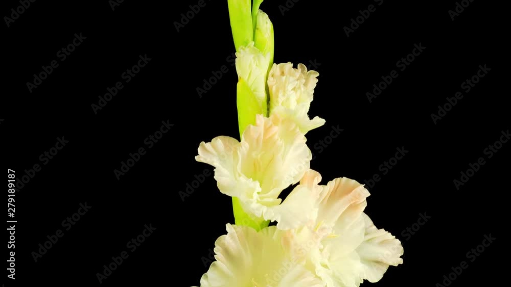 Beautiful Time lapse of Opening White Gladiolus Flower on Black Background. 4K. Beautiful Time lapse of Opening White Gladiolus Flower on Black Background. 4K.