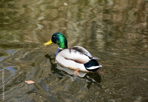 a male duck on the water