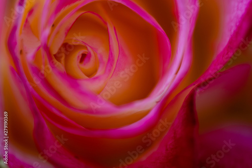 Pink Rose