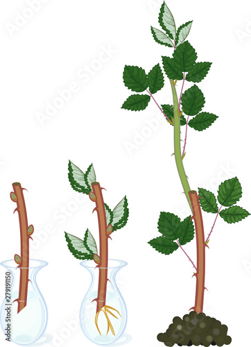 Blackberry vegetative reproduction scheme. Growth stages from propagule (stem cutting) to first year cane (primocane) of blackberry plant