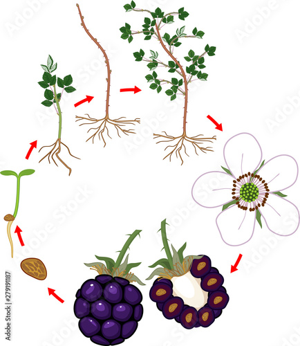 Two year life cycle of blackberry plant isolated on white background. Growth stages from seed to scrub with harvest of ripe berries