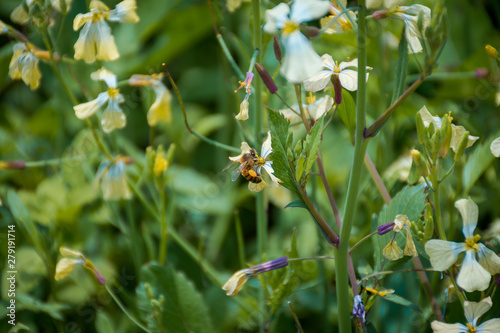 abejas en flor silvestre