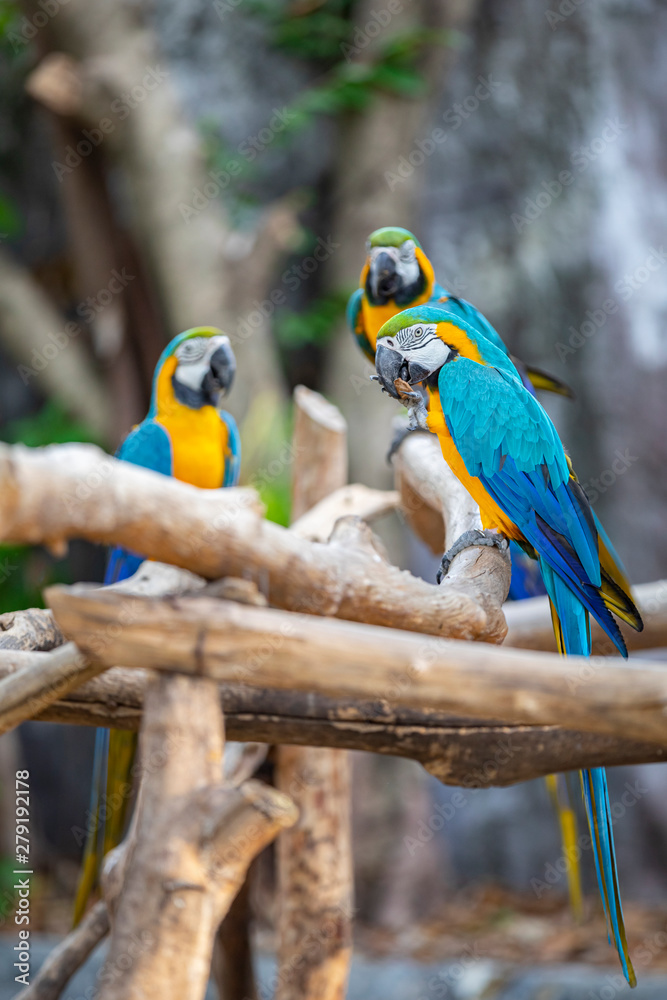 Couple of Blue-and-Yellow Macaw (Ara ararauna), also known as the Blue-and-Gold Macaw