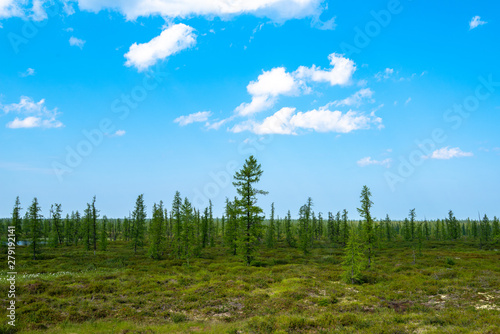 forest and blue sky