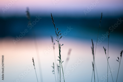 the grass in the purple sunset