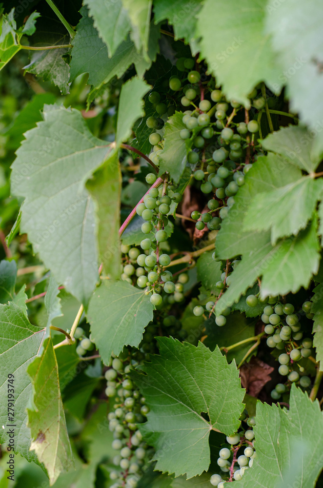 Young green grapes on a bush in the garden Young green grapes on a bush in the garden