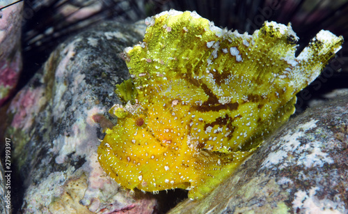 Underwater world - Leaf Scorpionﬁsh -Taenianotus triacanthus. Diving and underwater macro photography. Tulamben, Bali, Indonesia. photo