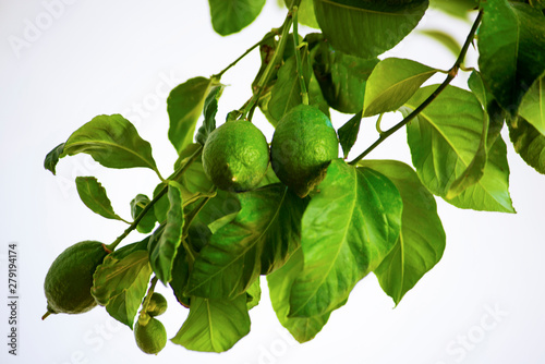Wallpaper Mural ripening lemons on branch Torontodigital.ca