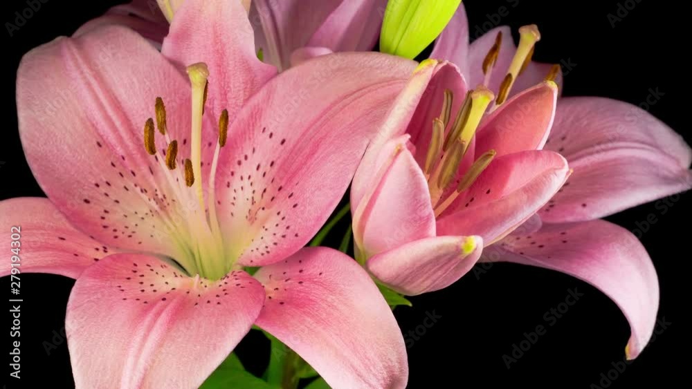 Time Lapse of Beautiful Pink Lily Flower Blossoms. Black Background. 4K. Time Lapse of Beautiful Pink Lily Flower Blossoms. Black Background. 4K.
