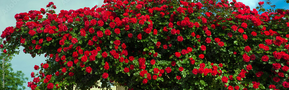 Panoramic photo of bright red roses with buds on a background of a green bush after rain. Beautiful red roses in the summer garden. Background with many red summer flowers.