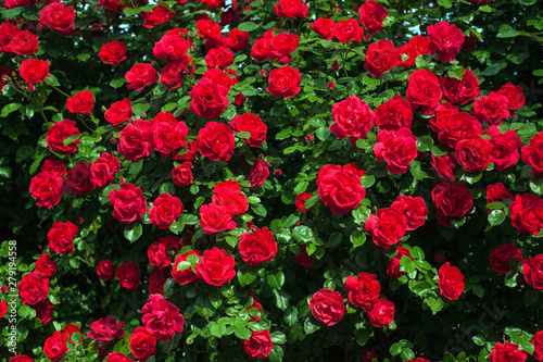 Bright red roses with buds on a background of a green bush after rain. Beautiful red roses in the summer garden. Background with many red summer flowers. © Viktoria