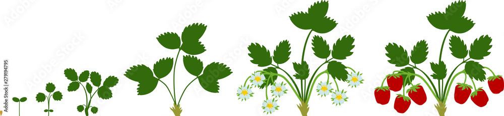 Life cycle of strawberry isolated on white background. Plant growth ...