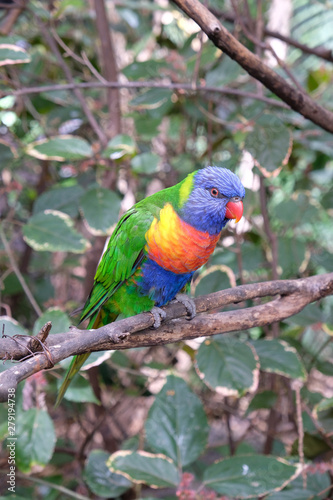 Lonely rainbow parakeet on a tree branch in captivity