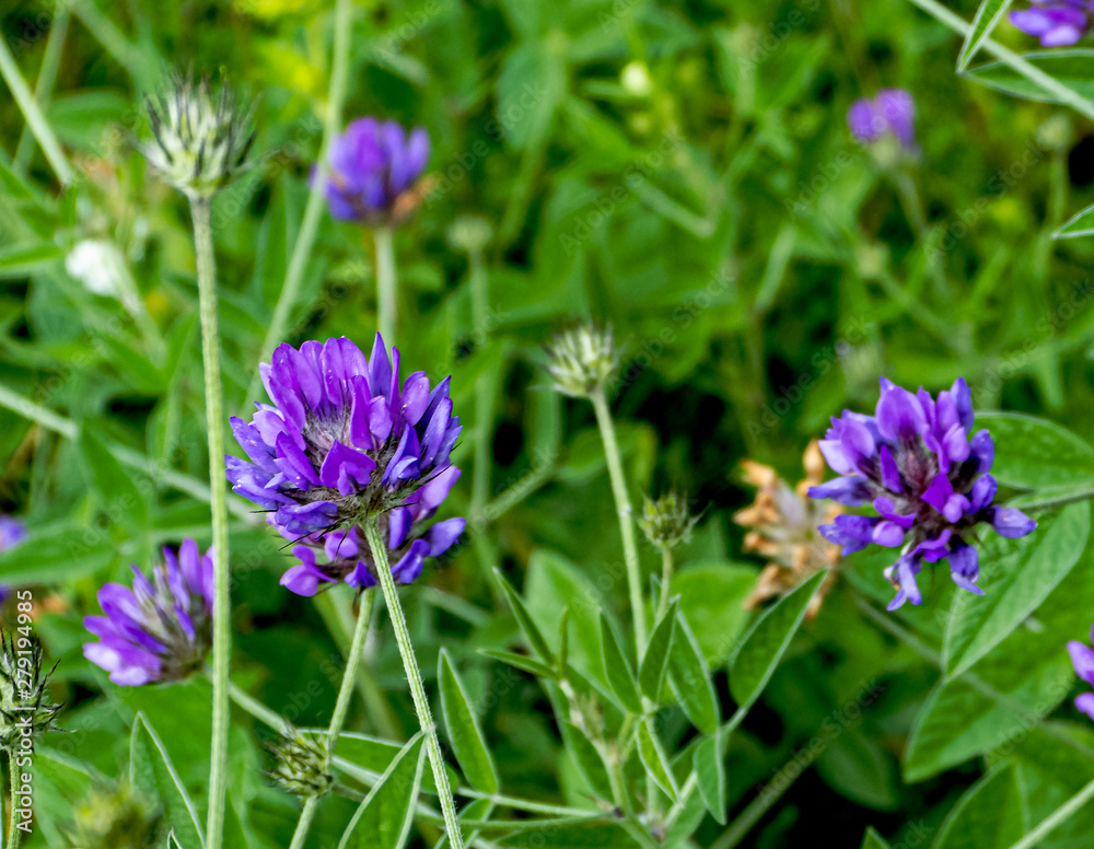 wild and garden plants, flowers, trees wild and garden plants, flowers, trees