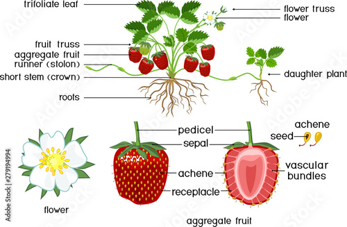 Parts of plant. Morphology of strawberry plant with green leaves, red berries, root system and daughter plant isolated on white background with titles