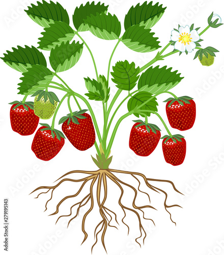 Strawberry plant with green leaves, flowers, ripe red berries and root system isolated on white background