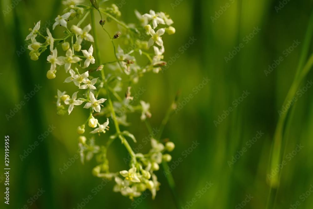 .Small white flowers of hedge bedstraw or false baby's breath (Galium mollugo) close up. Medicinal herb