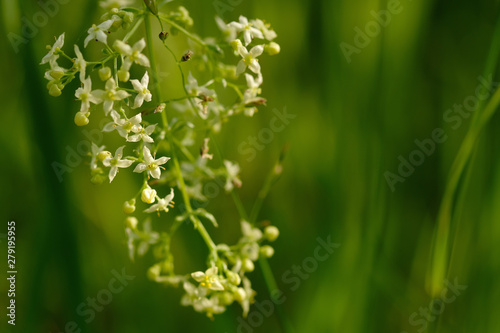 .Small white flowers of hedge bedstraw or false baby's breath (Galium mollugo) close up. Medicinal herb © Вячеслав