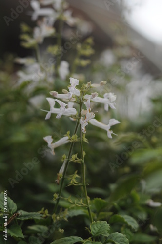 flowers in the garden