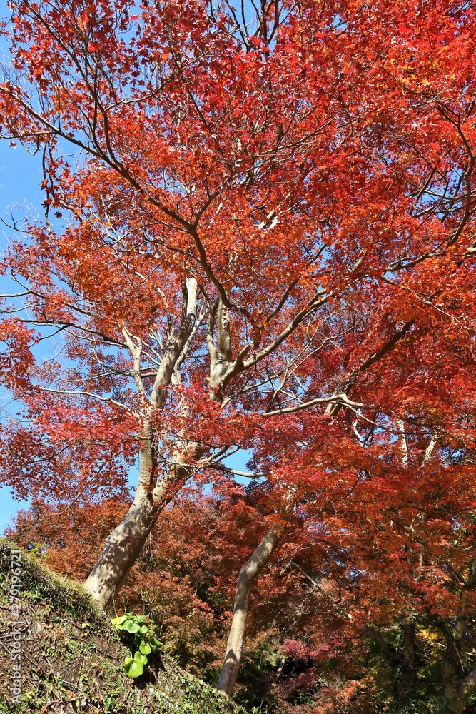 Japan autumn leaves