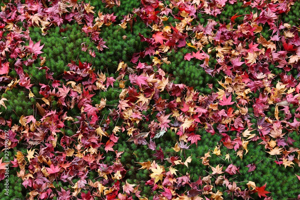 Japanese autumn background