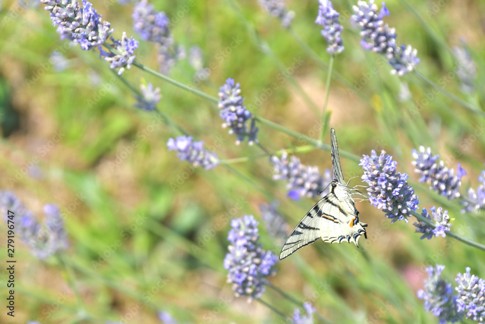 Il macaone striato di nero ,vola sui fiori della lavanda Il macaone striato di nero ,vola sui fiori della lavanda