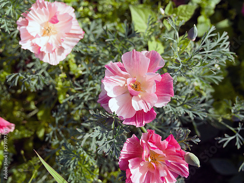 Beautiful eschscholzia pink flower isolated in the garden of a country house in summer.