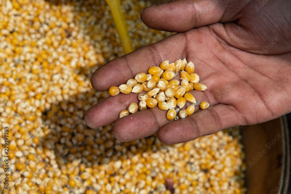 Right hand of middle age man holding ripe dry corn seeds, close up. Male hands holding yellow corn at market in Izmir, Turkey. Food crisis. Unemployment, crisis. World hunger. Right hand of middle age man holding ripe dry corn seeds, close up. Male hands holding yellow corn at market in Izmir, Turkey. Food crisis. Unemployment, crisis. World hunger.
