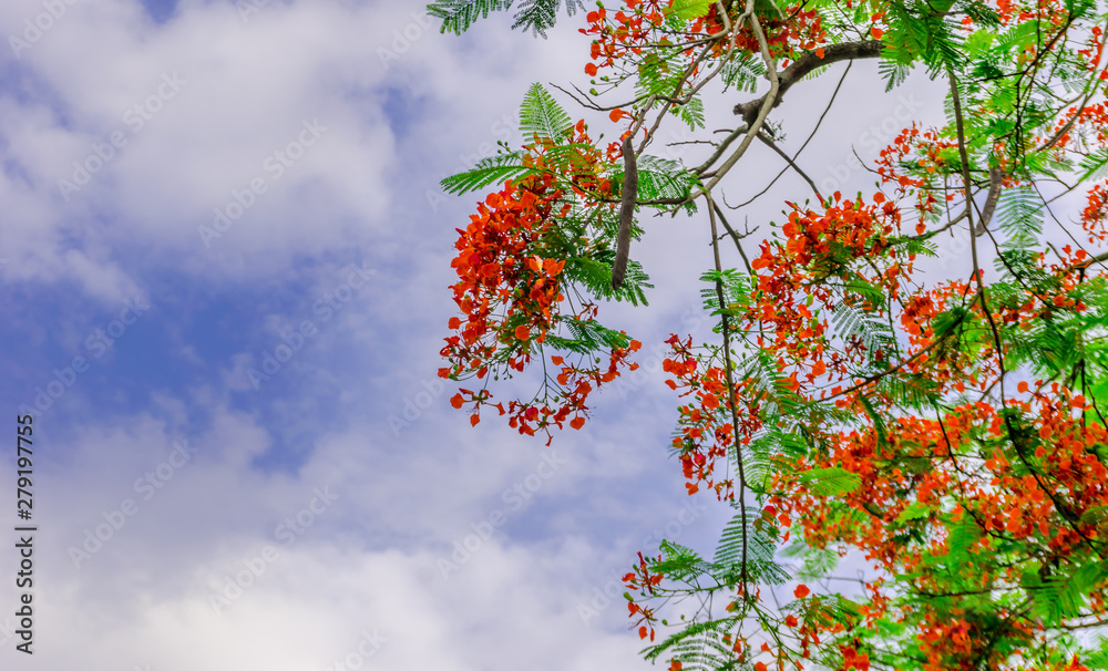 krishnochura flower in sky krishnochura flower in sky