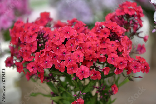 Beautiful bloom of phlox flowers from the Polemoniaceae family in seasonal blooming photo