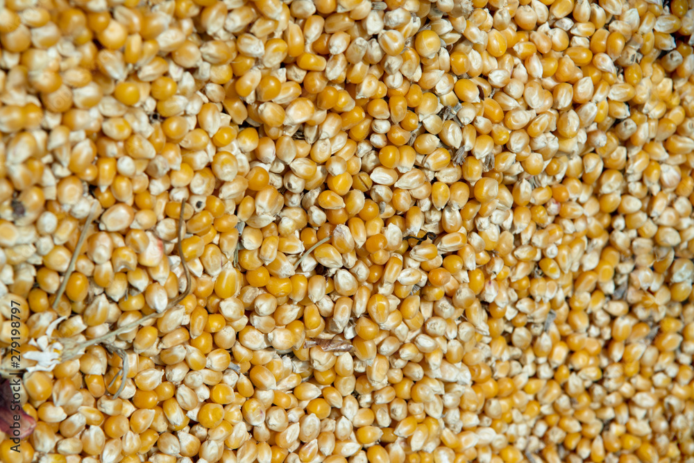 Overhead background view of healthy dried corn or maize kernels. Agriculture product taken at market in Izmir, Turkey. Overhead background view of healthy dried corn or maize kernels. Agriculture product taken at market in Izmir, Turkey.