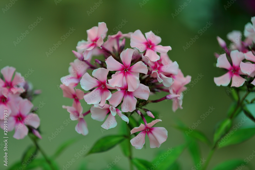 Beautiful bloom of phlox flowers from the Polemoniaceae family in seasonal blooming Beautiful bloom of phlox flowers from the Polemoniaceae family in seasonal blooming