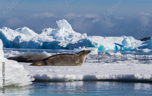 The crabeater seal Lobodon carcinophaga , also known as the krill-eater seal, is a true seal lying on the iceberg in Antarctic peninsula. photo