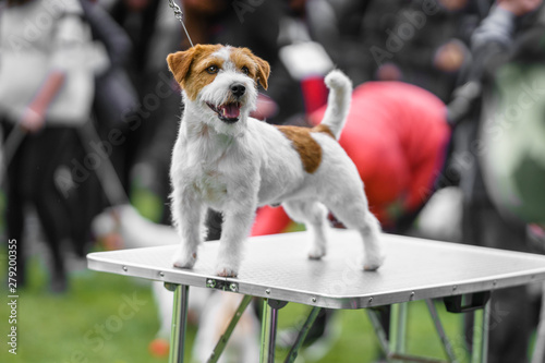 A beautiful jack russell terrier shown on the table.